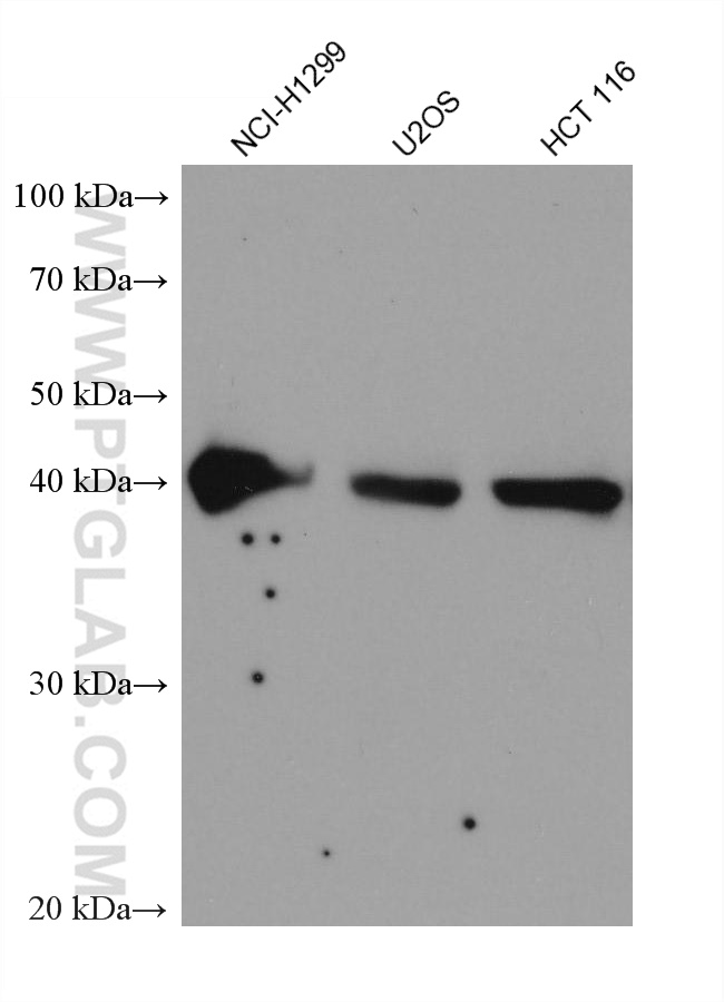 WB analysis using 68216-1-Ig