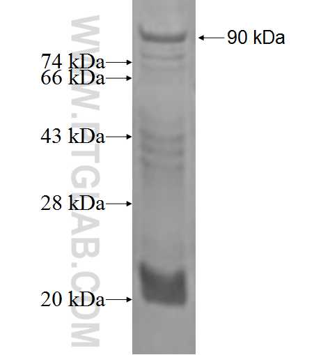 OPN, SPP1 fusion protein Ag1086 SDS-PAGE