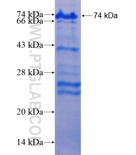 OPN, SPP1 fusion protein Ag19216 SDS-PAGE