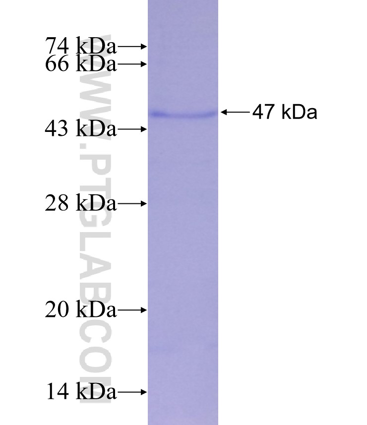 SPP2 fusion protein Ag29299 SDS-PAGE