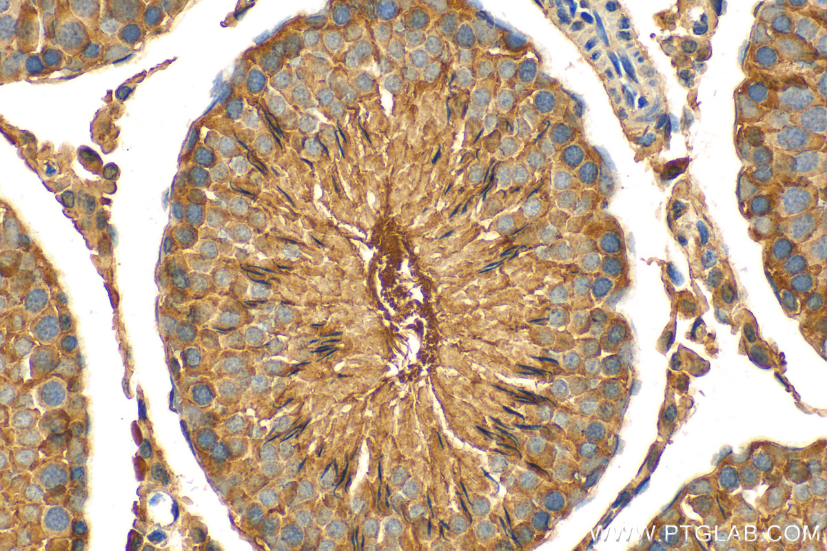 IHC staining of rat testis using 24091-1-AP