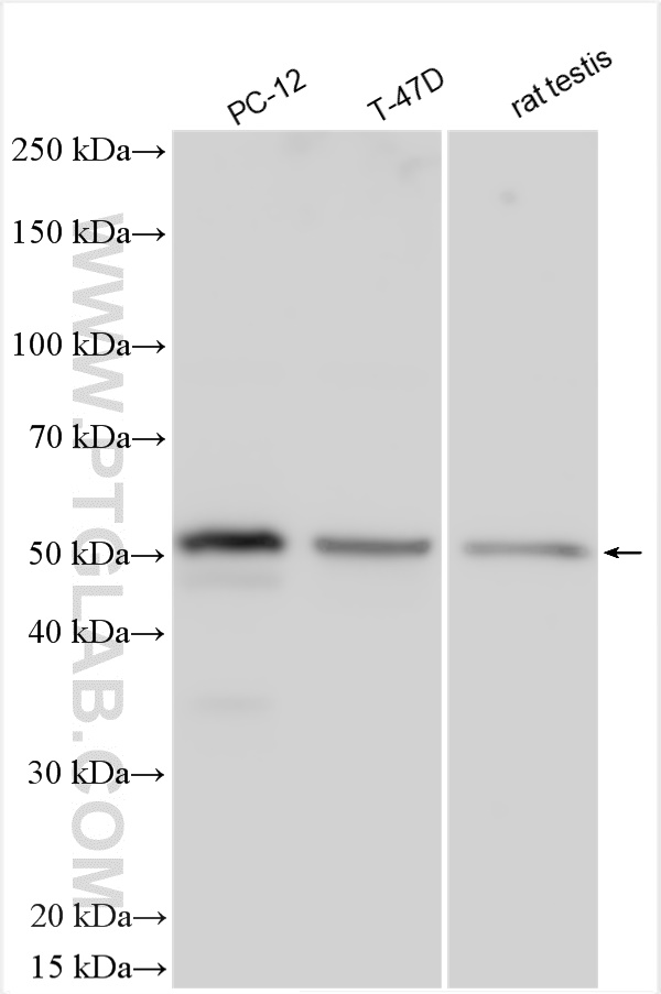 WB analysis using 24091-1-AP