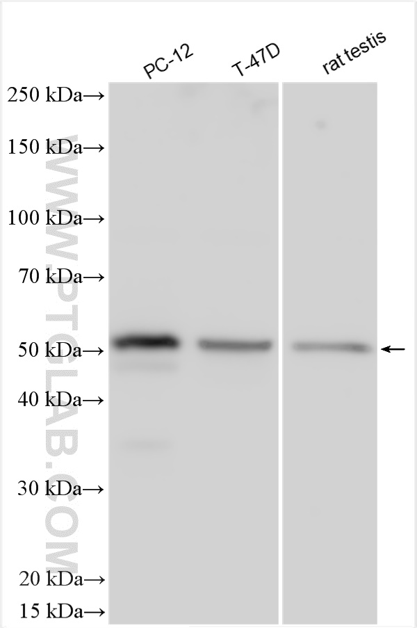 WB analysis using 24091-1-AP