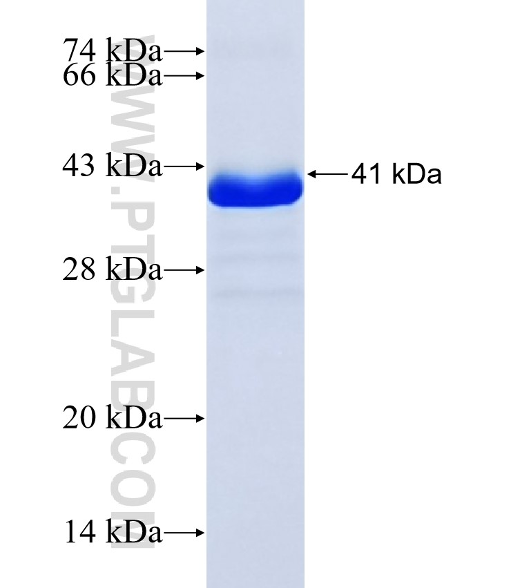 SPRR2G fusion protein Ag38052 SDS-PAGE SPRR2G fusion protein Ag38052 SDS-PAGE