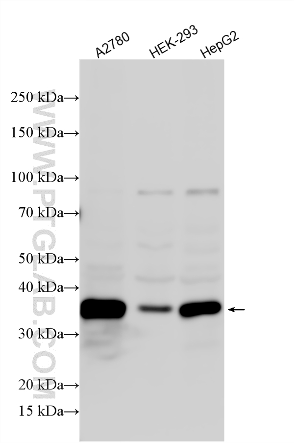 WB analysis using 17813-1-AP