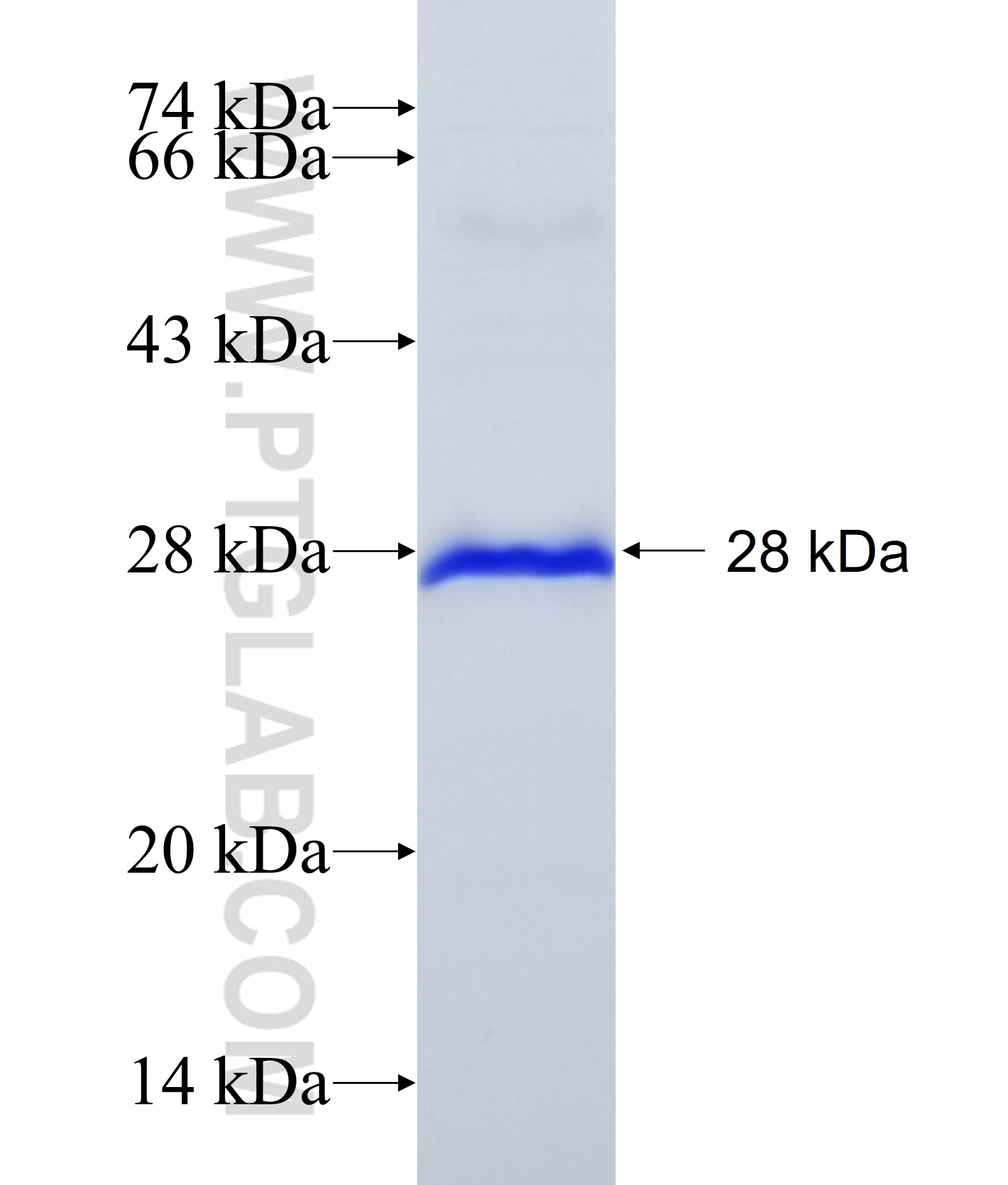 SPRY3 fusion protein Ag12613 SDS-PAGE