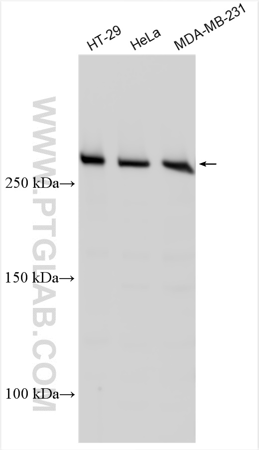 WB analysis using 31676-1-AP