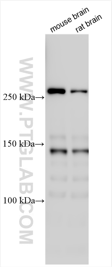 WB analysis using 31676-1-AP