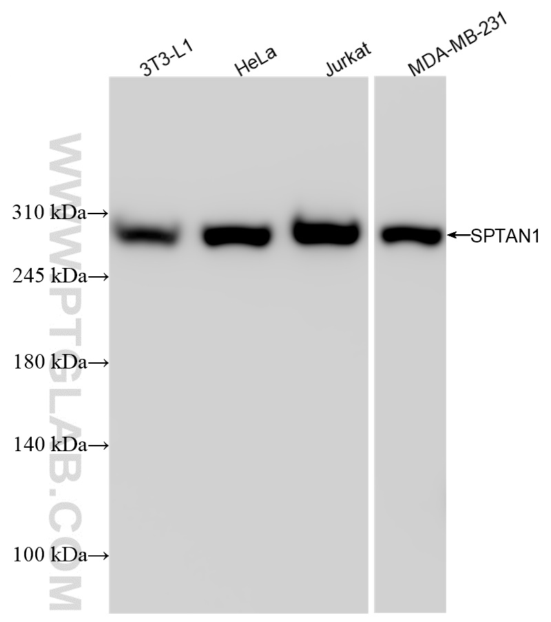 WB analysis using 84761-2-RR