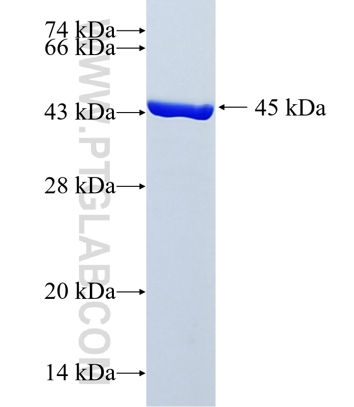 SPTAN1 fusion protein Ag36472 SDS-PAGE