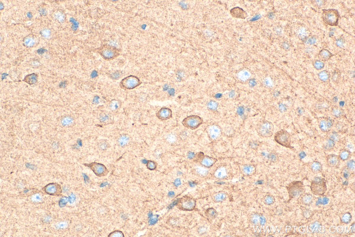 IHC staining of mouse brain using 26936-1-AP