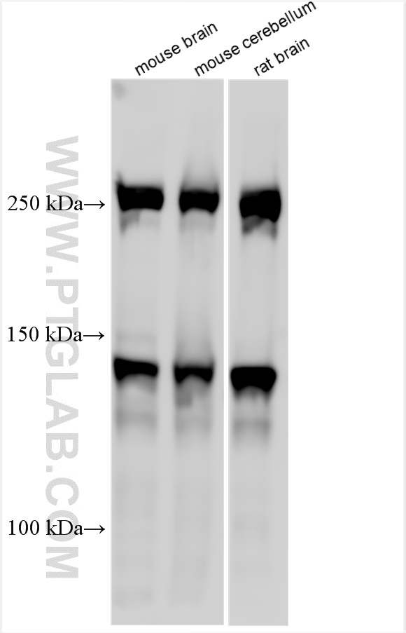 WB analysis using 31713-1-AP