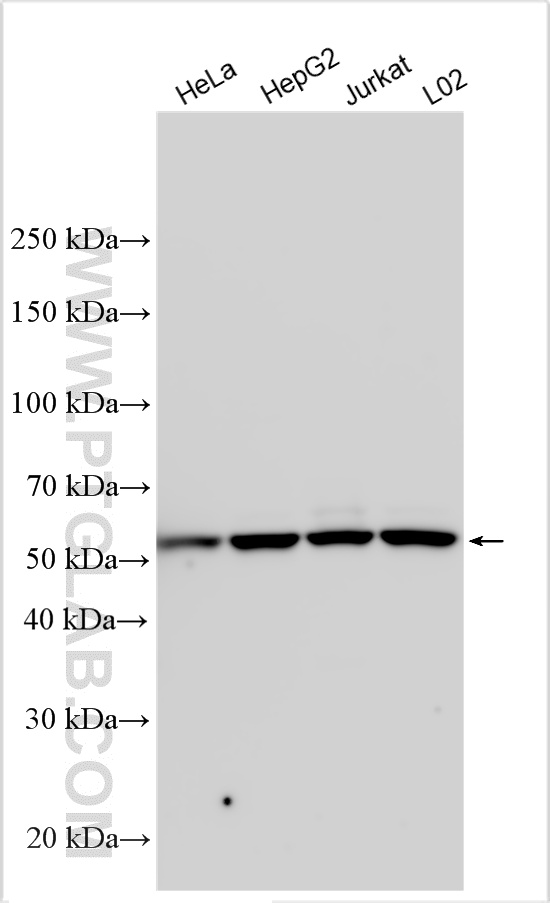 WB analysis using 15376-1-AP