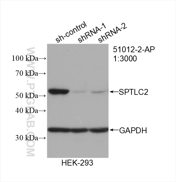 WB analysis of HEK-293 using 51012-2-AP