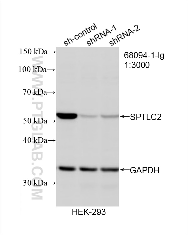 WB analysis of HEK-293 using 68094-1-Ig