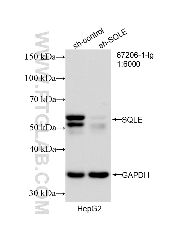 WB analysis of HepG2 using 67206-1-Ig