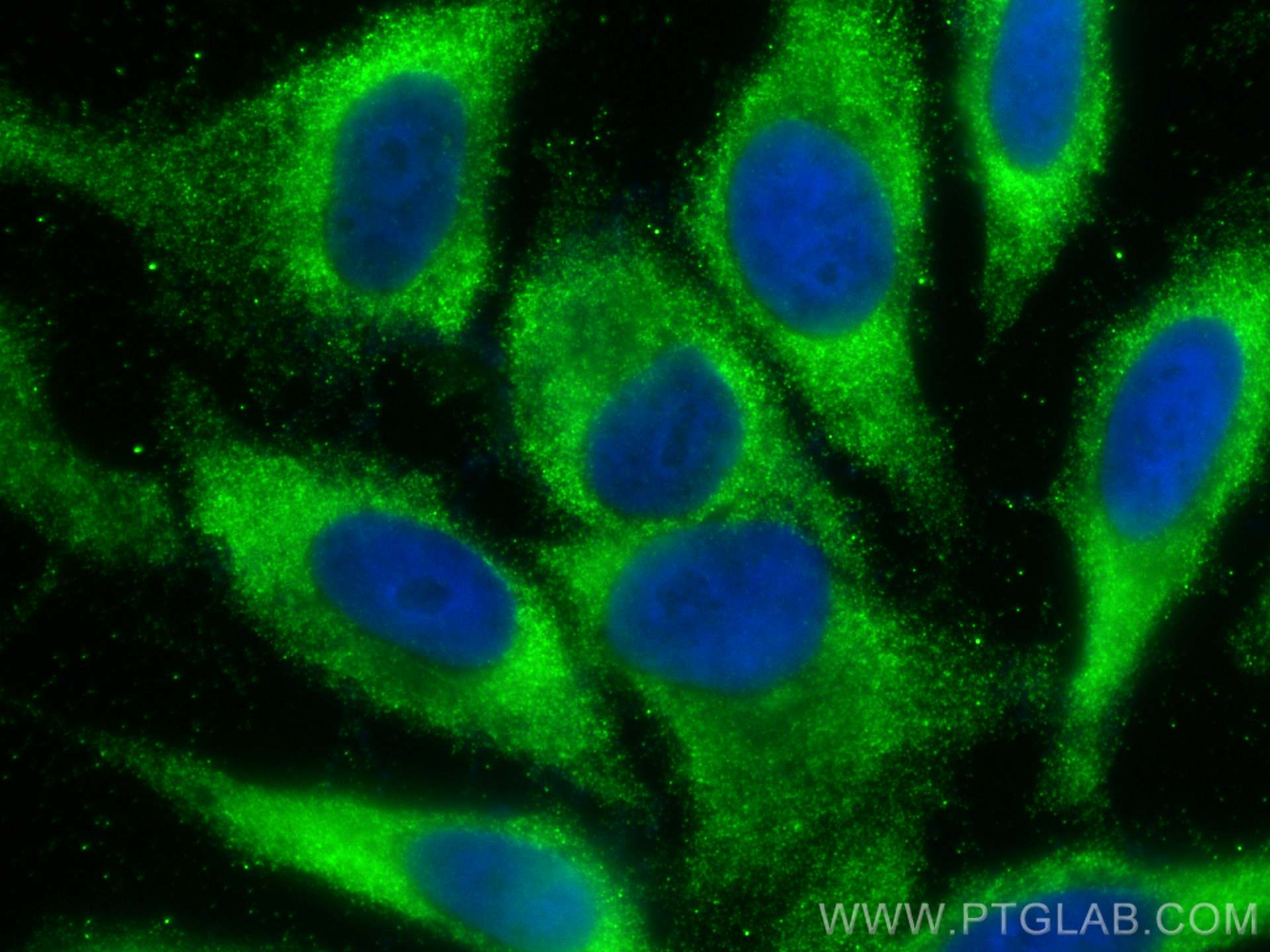 IF Staining of HepG2 using 68459-1-Ig