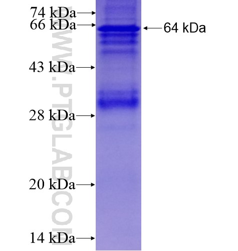 SQRDL fusion protein Ag10717 SDS-PAGE SQRDL fusion protein Ag10717 SDS-PAGE