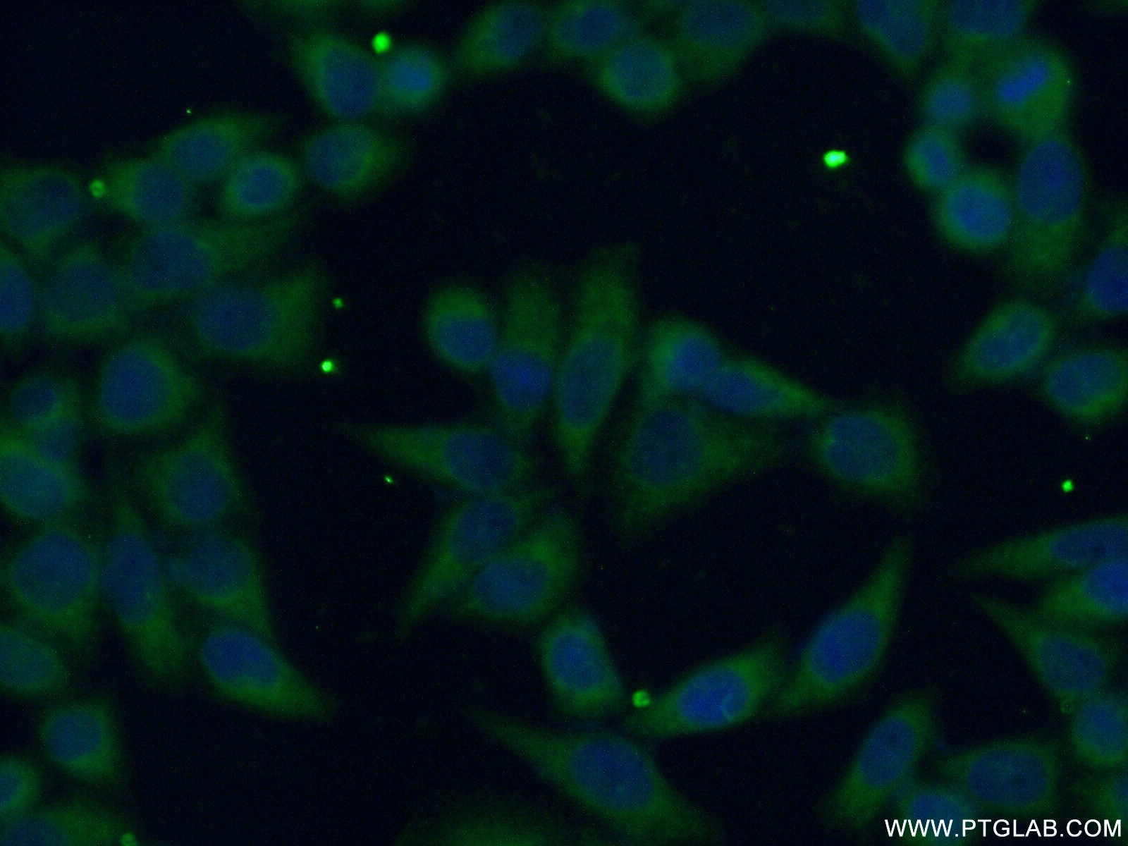 IF Staining of L02 using 13128-1-AP