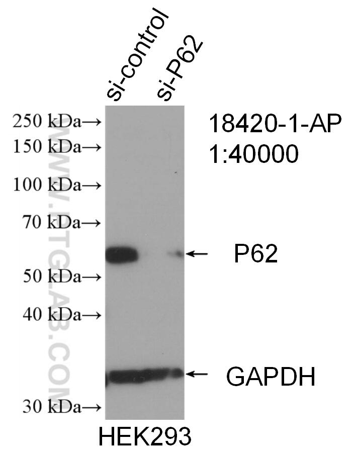 WB analysis of HEK-293 using 18420-1-AP