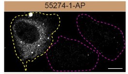 IF Staining of U2OS using 55274-1-AP