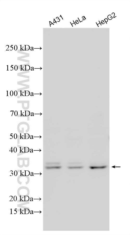 WB analysis using 18699-1-AP