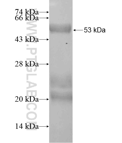 SRA1 fusion protein Ag20082 SDS-PAGE