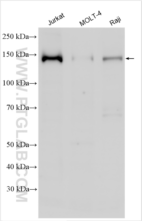 WB analysis using 21952-1-AP