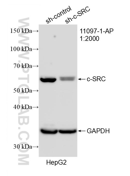 WB analysis of HepG2 using 11097-1-AP WB analysis of HepG2 using 11097-1-AP