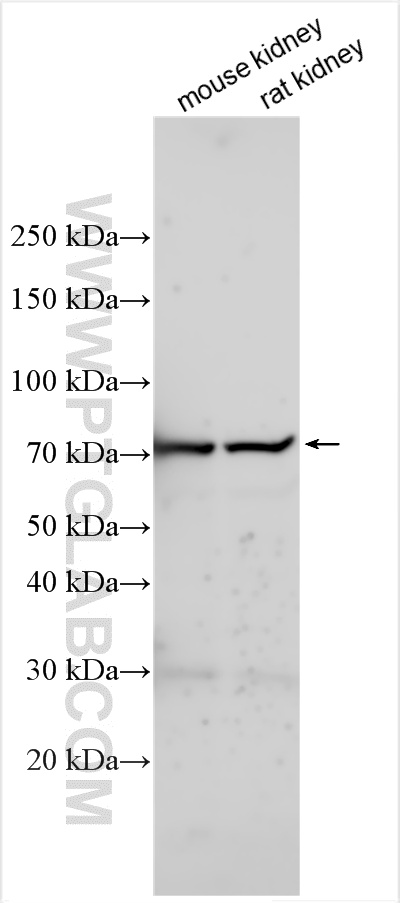 WB analysis using 11350-1-AP