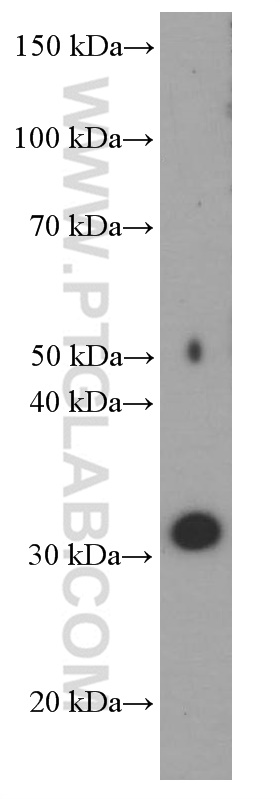 WB analysis of human testis using 66329-1-Ig