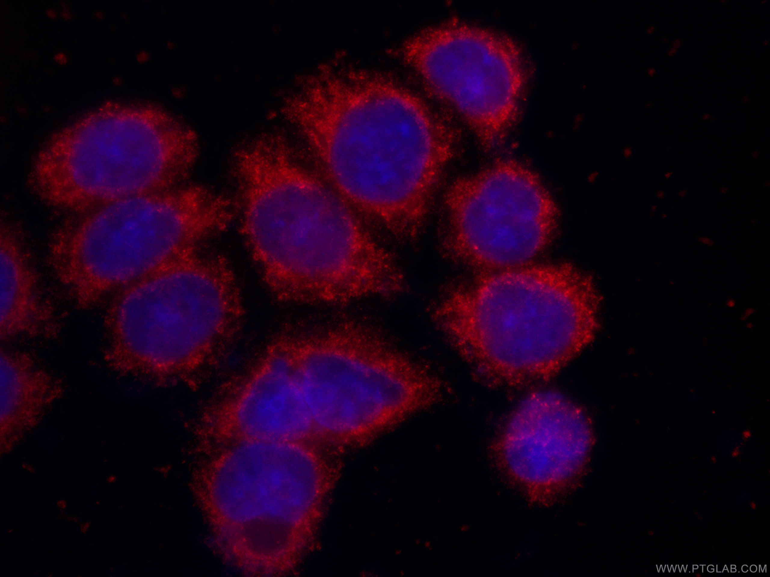 IF Staining of HeLa using CL594-66329