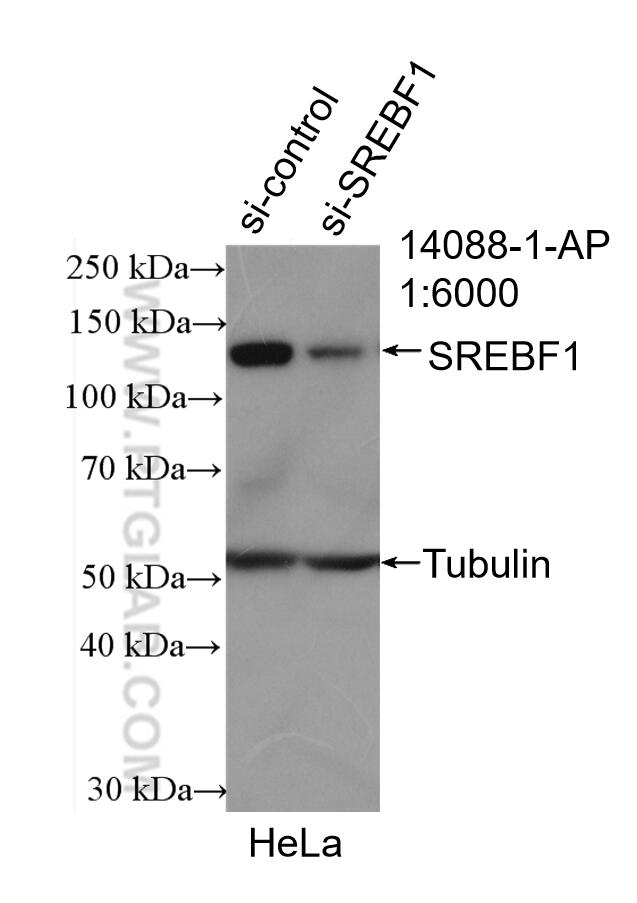 WB analysis of HeLa using 14088-1-AP