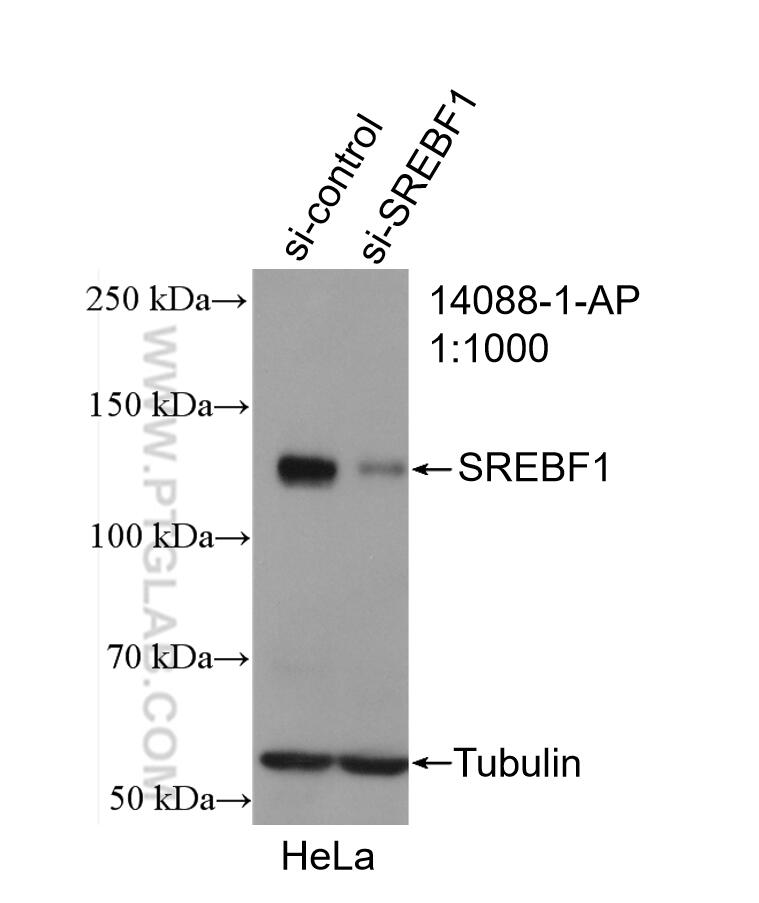 WB analysis of HeLa using 14088-1-AP