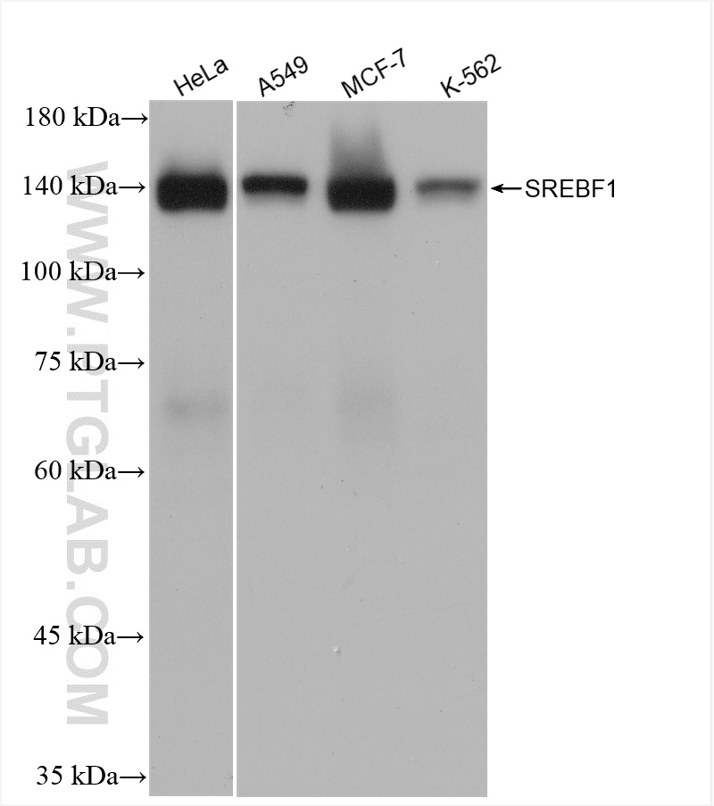 WB analysis of HeLa using 82684-3-RR (same clone as 82684-3-PBS)