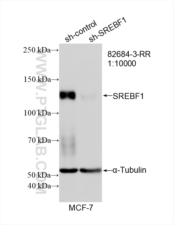 WB analysis of MCF-7 using 82684-3-RR (same clone as 82684-3-PBS)