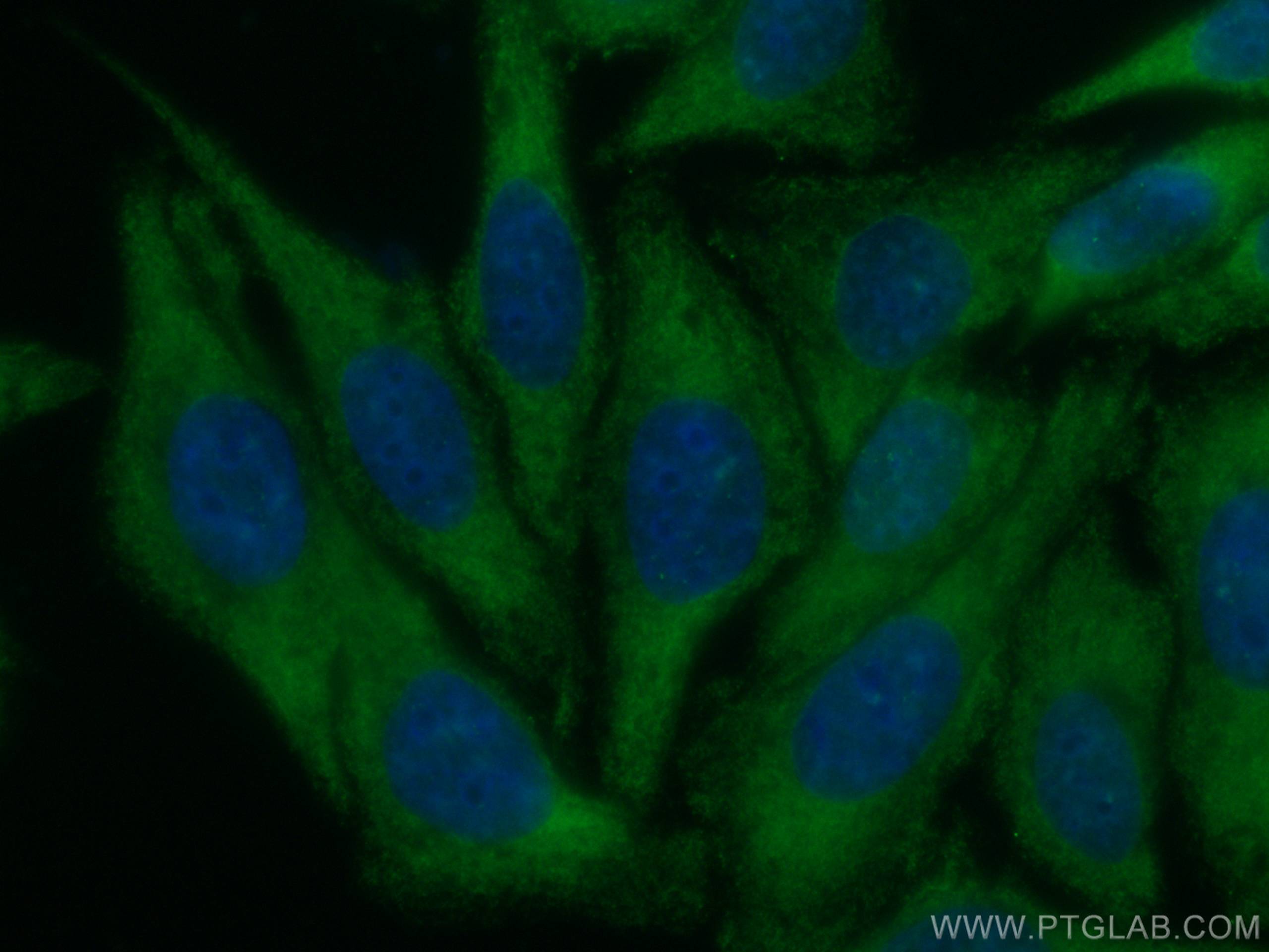 IF Staining of HepG2 using CL488-66875