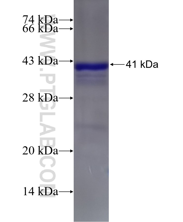 SREBF2 fusion protein Ag6066 SDS-PAGE