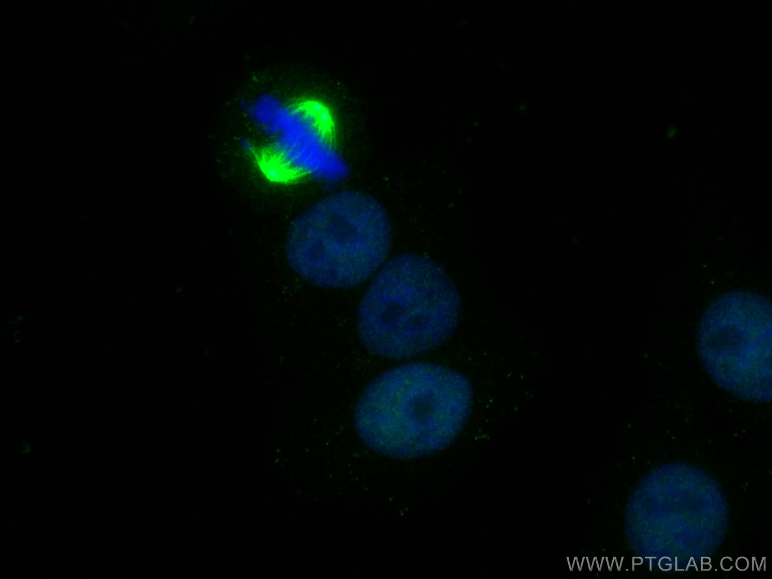 IF Staining of HepG2 using 66742-1-Ig