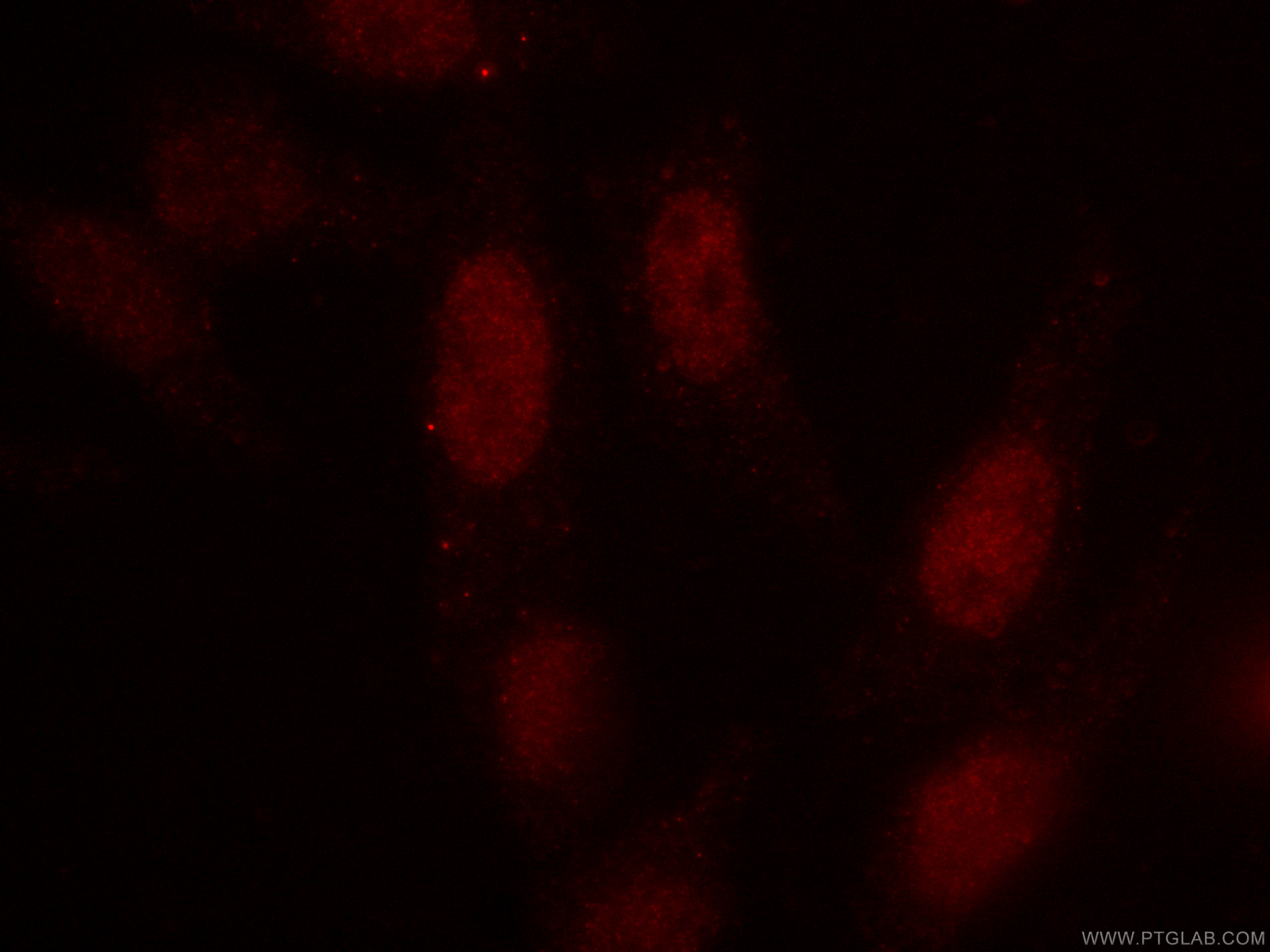 IF Staining of HepG2 using CL594-66742
