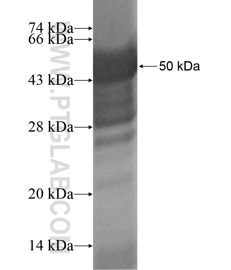 SRGAP2 fusion protein Ag18278 SDS-PAGE