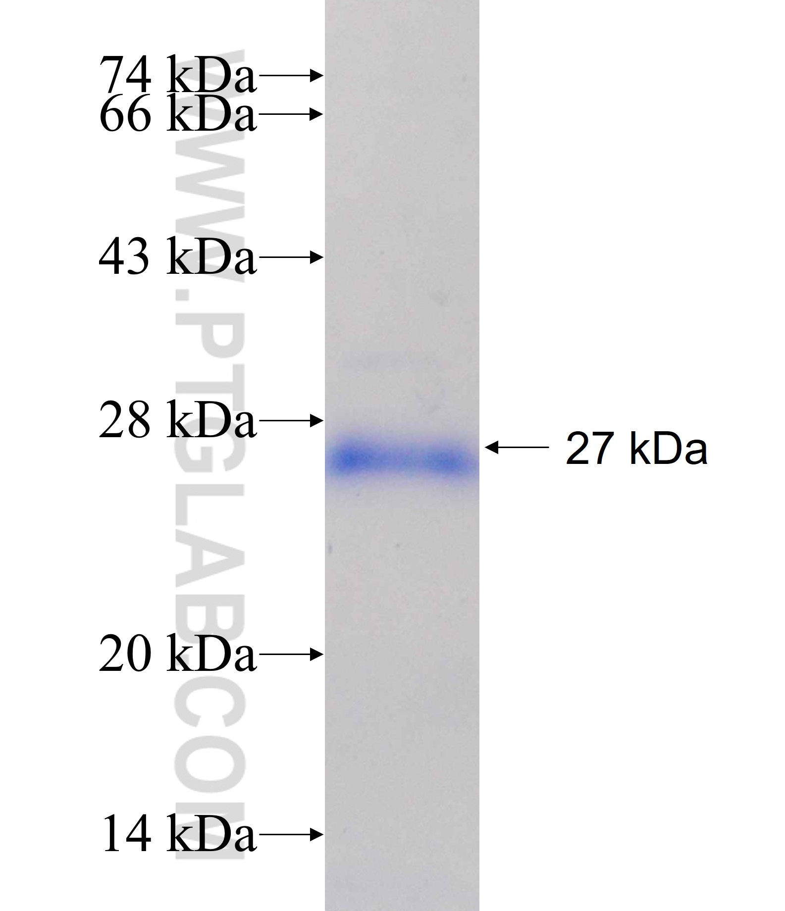 SRGAP2 fusion protein Ag19412 SDS-PAGE