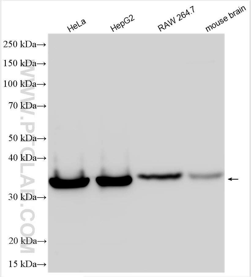 WB analysis using 19858-1-AP