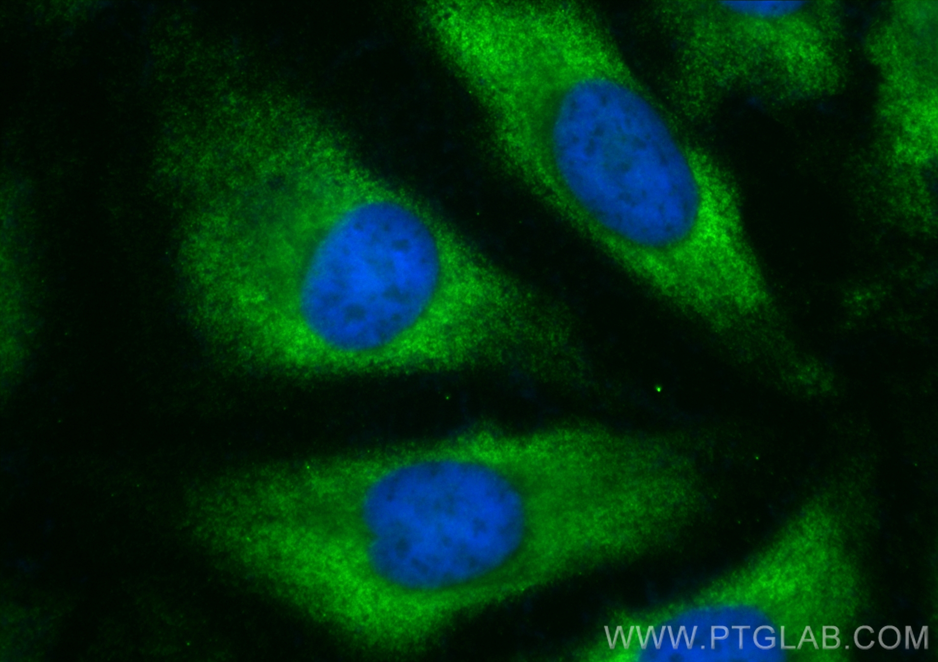 IF Staining of HeLa using CL488-84061-3