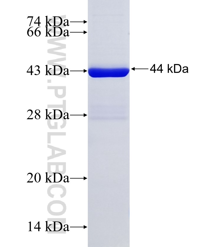 SRP19 fusion protein Ag8903 SDS-PAGE