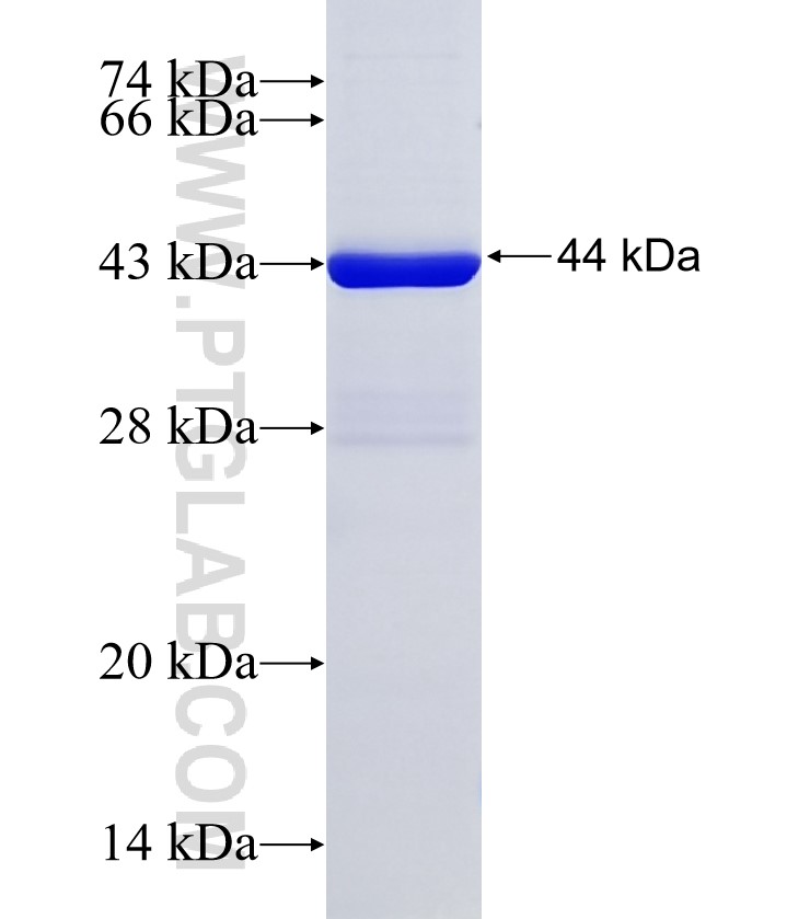 SRP19 fusion protein Ag8903 SDS-PAGE