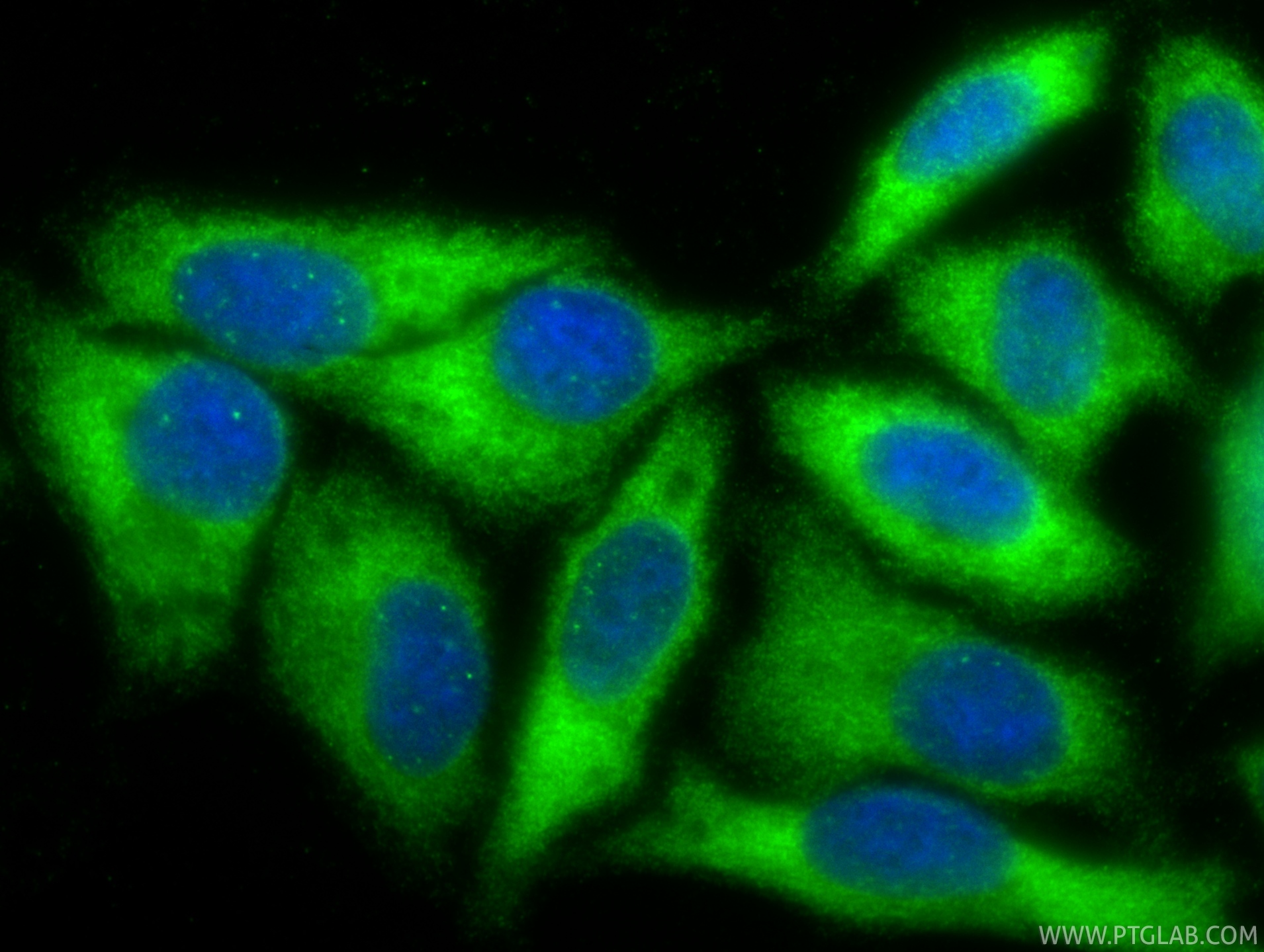 Immunofluorescent analysis of (-20°C Ethanol) fixed HepG2 cells using SRP54 antibody (84014-5-RR, Clone: 241125D6 ) at dilution of 1:400 and CoraLite®488-Conjugated Goat Anti-Rabbit IgG(H+L) (<a class='green' href='/productredirect?CatalogNo=SA00013-2' target='_blank'>SA00013-2</a>). IF Staining of HepG2 using 84014-5-RR