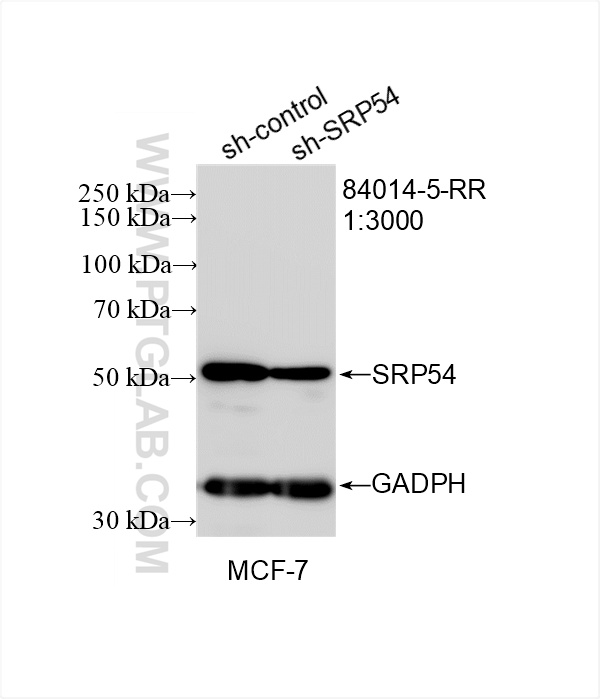 WB analysis of MCF-7 using 84014-5-RR