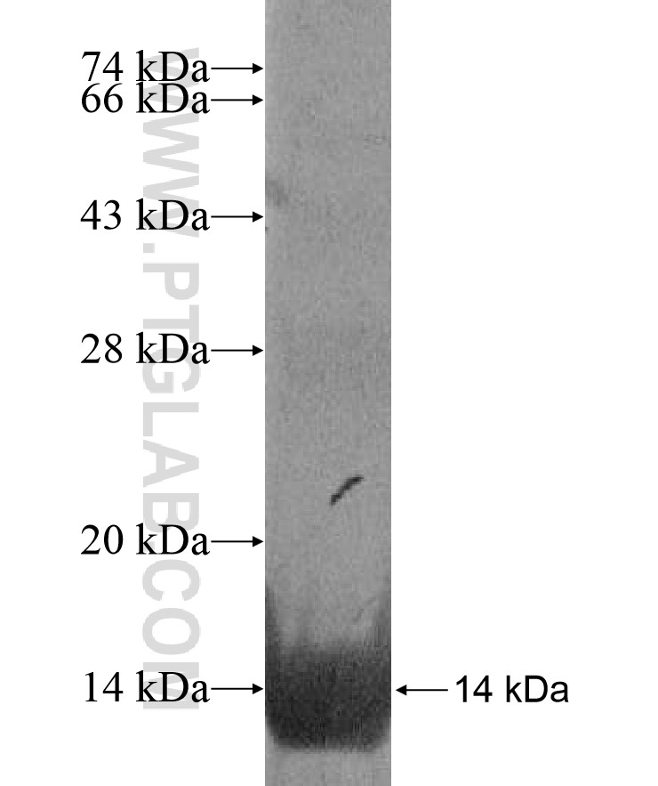 SRP9 fusion protein Ag17153 SDS-PAGE