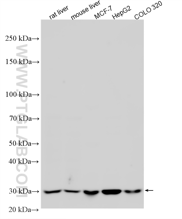 WB analysis using 14636-1-AP